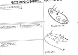 Różnorodność protistów (karta pracy)
