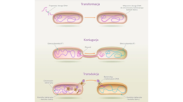 PAKIET: bakterie + protisty + grzyby + klasyfikacja organizmów 2 KLASA BIOLOGIA ROZSZERZONA