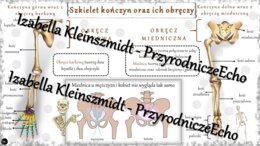 Sketchnotka - notatka „Szkielet kończyn i obręczy” wykonana w power point do edycji. Biologia 7; „Aparat ruchu”