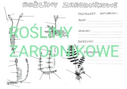 Rośliny zarodnikowe - budowa i przyklady