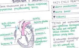 Budowa i działanie serca (sketchnotka)