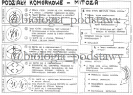 Klasa 8 - Mitoza - sketchnotka