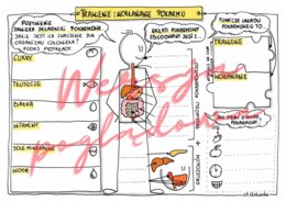 Trawienie i wchłanianie pokarmu kl. 4