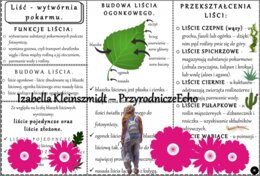 Sketchnotka/książeczka/notatka/wklejka/ściąga dla ucznia i przypomnienie dla nauczyciela/edukacja domowa. Temat „Liść - wytwórnia pokarmu”. Materiał w pdf. Biologia 5, dział „Tkanki i organy roślinne”. Nowość 2024/2025.