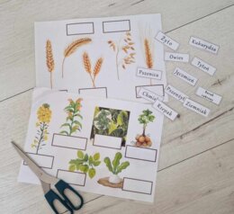 Rośliny uprawne Polski do zalaminowana/układanka/rozpoznawanie gatunków w pdf. „Produkcja roślinna”. Geografia 7 "Rolnictwo i przemysł Polski"