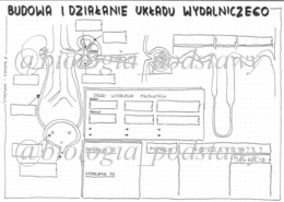 Klasa 7 - Działanie i budowa układu wydalniczego - sketchnotka