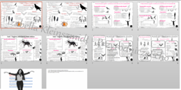 Zestaw sketchnotek i kart pracy + gratisowe linki do prezentacji multimedialnych niekomercyjnych wykonanych w genial.ly do indywidualnego pobrania i użycia do celów niekomercyjnych. Biologia 6, „Kręgowce stałocieplne”
