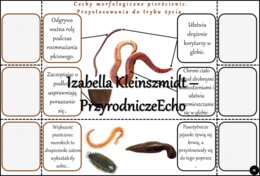 Notatka okienkowa/stacja zadaniowe/notatka interaktywna/notatka graficzna/karta pracy/sketchnotka „Pierścienice”, „Pierścienice-zwierzęta, które mają segmentowane ciało” w pdf. Biologia 5 , dział „Od parzydełkowców do pierścienic”. Materiał wykonany na p