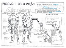 Klasa 7 Budowa i rola mięśni - sketchnotka