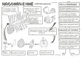 Nagonasienne - klasa 5 - sketchnotka