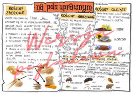 Na polu uprawnym - przyroda kl. 4 - wypełniona karta pracy