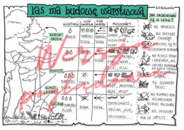 Las ma budowę warstwową - przyroda kl. 4 - wypełniona karta pracy