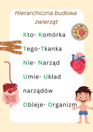 Wklejka hierarchiczna budowa organizmu