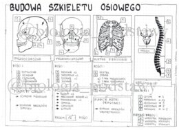 Klasa 7 - Budowa szkieletu osiowego - sketchnotka