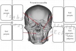 Notatka okienkowa „Budowa trzewioczaszki” – wykonana w power point do edycji. Biologia 7 . Temat „Budowa i rola szkieletu osiowego”, dział „Aparat ruchu”