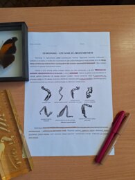 Stawonogi - czytanie ze zrozumieniem