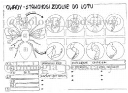 Klasa 6 - Owady - karta pracy