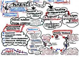 Klasa 6. Biologia. Płazińce (karta pracy kolorowa)