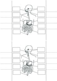 Układ pokarmowy - notatka do zeszytu format a5