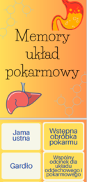 Memory układ pokarmowy