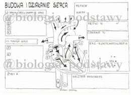 Klasa 7 - Budowa i działanie serca - KP