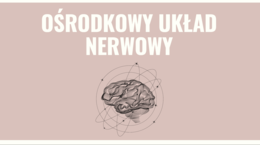 Ośrodkowy układ nerwowy 3 KLASA ROZSZERZENIE BIOLOGIA