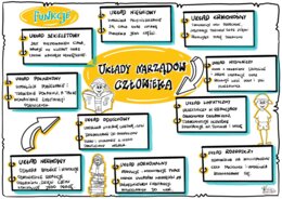 Klasa 7. Układy narządów człowieka. Wklejka.