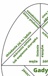 Tangram Jajo Kolumba- Gady