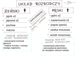 Układ rozrodczy (sketchnotka)