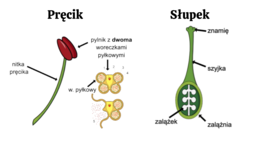 nagozalążkowe + okrytozalążkowe 2 KLASA BIOLOGIA ROZSZERZONA