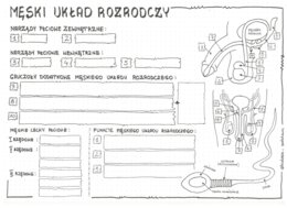 Męski układ rozrodczy - anatomia - klasa 7 - sketchnotka