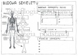 Klasa 7 - Budowa szkieletu - karta pracy