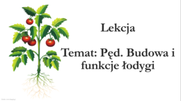 Klasa 5 - Pęd. Budowa i funkcje łodygi - prezentacja