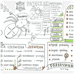 Pajęczaki - 3 karty PDF