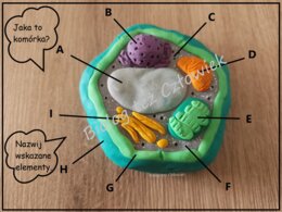 Komórka roślinna - klasa 5