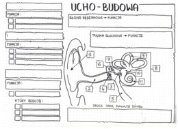 Budowa ucha - klasa 7 - KP