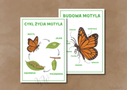 Dzień Motyla - zestaw