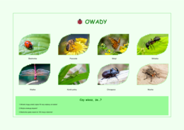 Plansze z gatunkami zwierząt (ssaki, ryby, ptaki, owady)