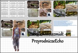 Materiał do zalaminowania/praca w grupach/stacje zadaniowe/układanka/puzzle „Przegląd i znaczenie gadów” w pdf. Biologia 6, dział „Kręgowce zmiennocieplne”.