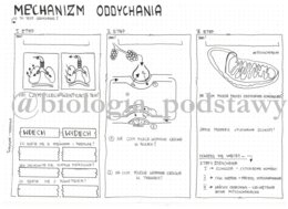Klasa 7 - Mechanizm oddychania - KARTA PRACY