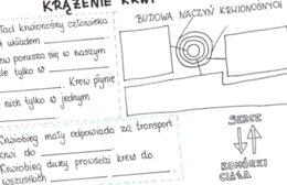 Krążenie krwi (karta pracy)