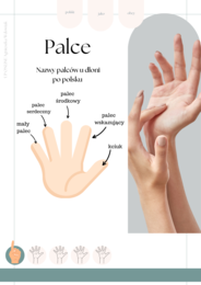 Części ciała workbook + kurs fiszkowy