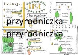 Biologia. Liść - sketchnotka