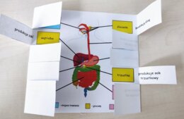 Układ pokarmowy - okienkowa notatka