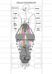 Układ pokarmowy - notatka do zeszytu format a5