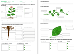 Budowa rośliny - łodyga, korzeń, liść
