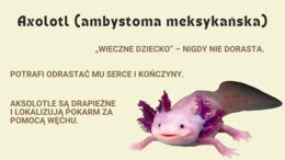 Zwierzęta rekordziści - najszybsze, największe, najdziwniejsze - prezentacja pdf