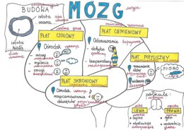 układ nerwowy klasa 7 - sketchnotki przetłumaczone na j. ukraiński