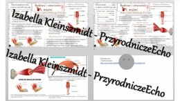 Minizestaw na temat „Budowa i rola mięśni” – sketchnotka + karta pracy w power point + gratisowy link do prezentacji multimedialnej niekomercyjnej wykonanej w genial.ly do indywidualnego pobrania i użycia do celów niekomercyjnych. Biologia 7, „Układ ruch
