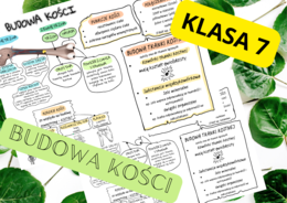 Biologia 7. Budowa kości - sketchnotka, notatka wizualna + wklejka do zeszytu